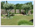 Création du jardin avec plantation d'oliviers et d'arbustes variés